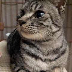 1歳未満のとっても甘えるサバトラのまめ助