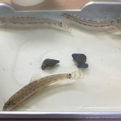 終わりました！　⭐️シマドジョウ⭐️残りわずか⭐️メダカ・金魚⭐️