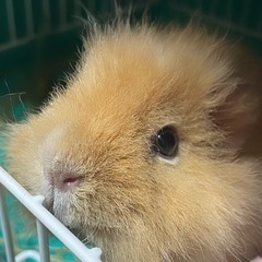 テディモルモット ︎︎ ♀