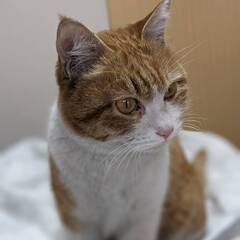 おちゃめなミイちゃん　5歳