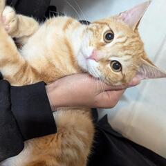 残り2枚目の子のみ、待ちになってしまいます。