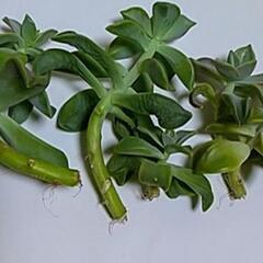多肉植物　おぼろ月の画像