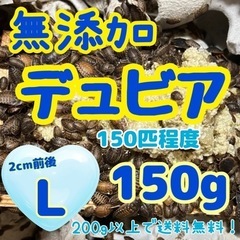 無添加デュビア Ｌサイズ 150g