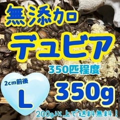 無添加デュビア Ｌサイズ 350g