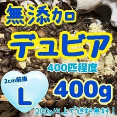 無添加デュビア Ｌサイズ  400g