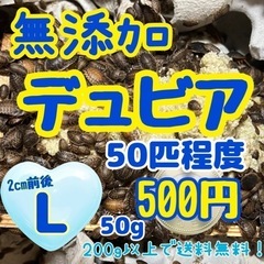 無添加デュビア Ｌサイズ 500円
