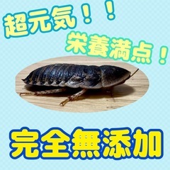 無添加デュビア Ｌサイズ 500円の画像