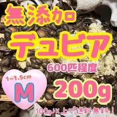 無添加デュビア Mサイズ 200g