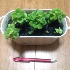 鉢植え