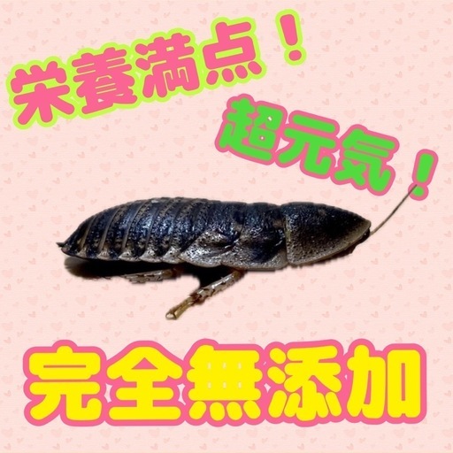 無添加デュビア Mサイズ 500g