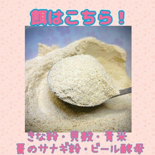 無添加デュビア Mサイズ 500g