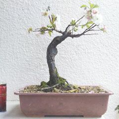 盆栽花梅ー１の画像