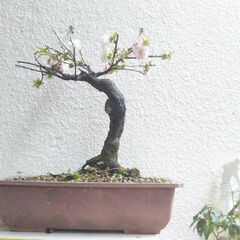 盆栽花梅ー１の画像