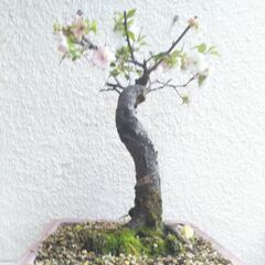 盆栽花梅ー１の画像