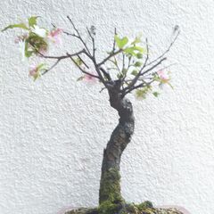 盆栽花梅ー１の画像