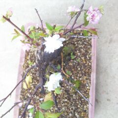 盆栽花梅ー１の画像