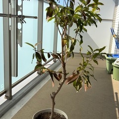 レモンマートル　観葉植物　鉢植え
