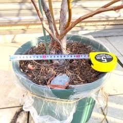 ブルーベリー　マグノリア　サザンハイブッシュ系、苗木（スリット鉢付き）の画像