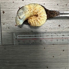 カブトムシ　3令　幼虫