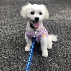 お散歩大好き元気いっぱいのクゥちゃん - 広島市