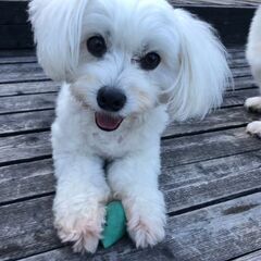 お散歩大好き元気いっぱいのクゥちゃん - 犬