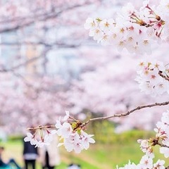 3/30(日)2025春🌸大阪桜ノ宮でお花見パーティ🌸