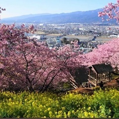 ３/2西平畑公園の🌸お花見