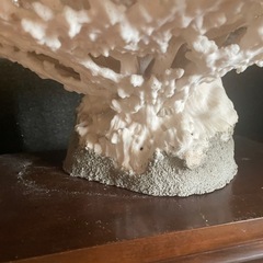 テーブルサンゴの置物の画像