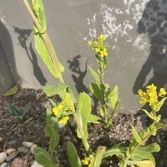 植物詳しい方教えてください