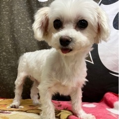 マルチーズ♡ミルキーちゃん
