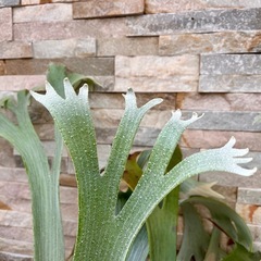 P. bifurcatum _  E-1 白ビフ 子株◆ ビカクシダ　の画像