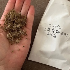 ニンジンの種おすそ分け