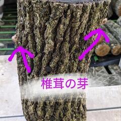 椎茸原木　4本セットの画像