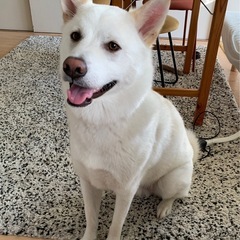 雑種オス　4歳