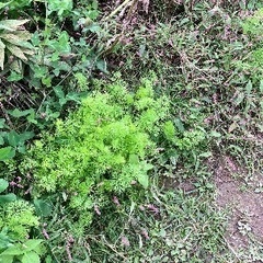 ニンジンの種おすそ分けの画像