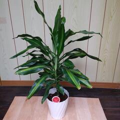 観葉植物　ドラセナ