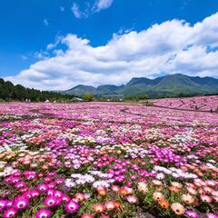 花公園内　ハニカムcafe　グランドスタッフ募集【女性活躍！】の画像