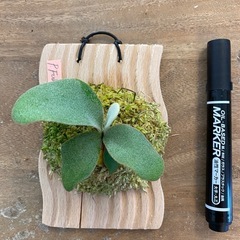 ［観葉植物】 商談中　ビカクシダ 吹雪　Fubuki 