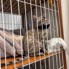 ベンガル子猫