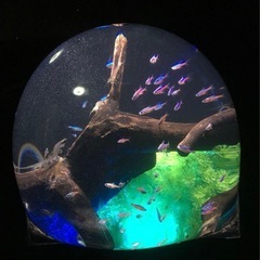 決まりました。水槽　水族館　爬虫類にも