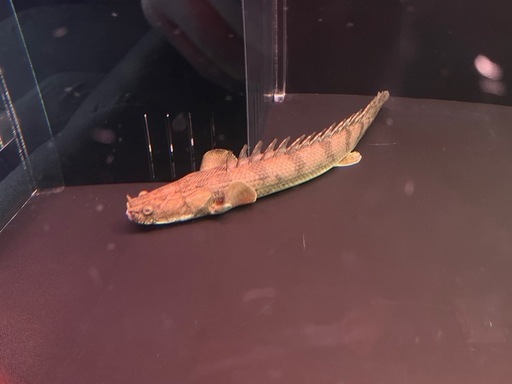 熱帯魚　大型魚　アロワナ