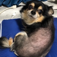ロングコートチワワ - 犬
