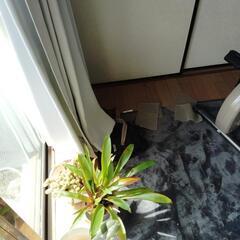 育てやすい植物🌵