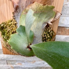 P. bifurcatum _ビフルカツム◆ ビカクシダ　子株の画像