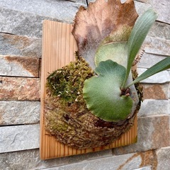 P. bifurcatum _ビフルカツム◆ ビカクシダ　子株の画像