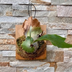 P. bifurcatum _ビフルカツム◆ ビカクシダ　子株の画像