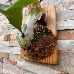 P. bifurcatum _ビフルカツム◆ ビカクシダ　子株の画像