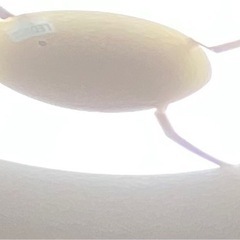 無料！シーリングライトIRLDHCL3560N-EF