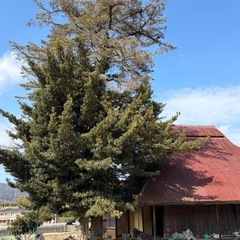 樹木伐採、草刈りお任せください！ - 剪定/造園