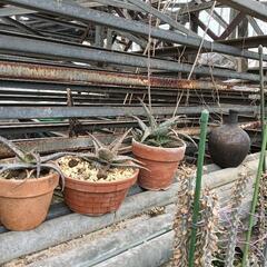 多肉植物アロエ